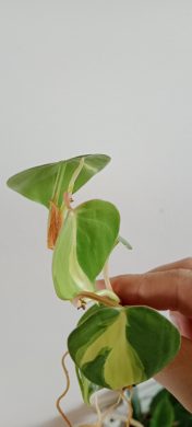 Philodendron Cream splash