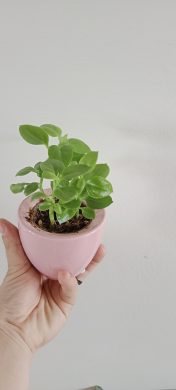 Mesenbrynhemum cordifolium
