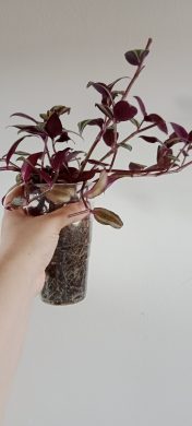 Tradescantia Zebrina - Voděnka