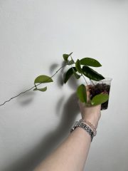 IMG_1153.jpeg