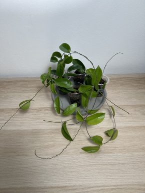 Hoya Kota Kinabalu
