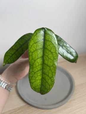 Hoya globulosa / villosa