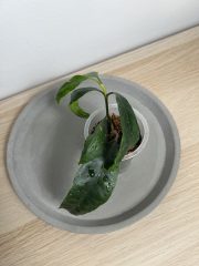 IMG_1156.jpeg