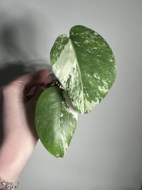 Monstera deliciosa Albo