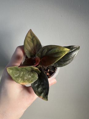 Syngonium erythrophyllum - aukce od 1 Kč