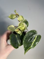 tempImagenAF050.jpg
