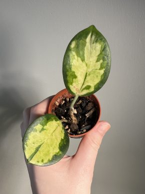 Hoya australis Lisa - aukce od 1 Kč