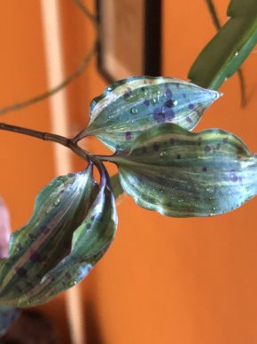 Tradescantia Tinantia Pringley variegata - čerstvý řizek .