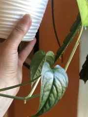 IMG_8656.jpeg