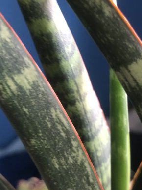 Sansevieria ( název neznam)#1