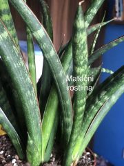 IMG_8642.jpeg