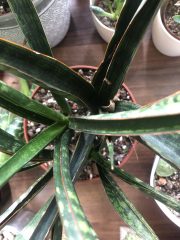 IMG_8641.jpeg