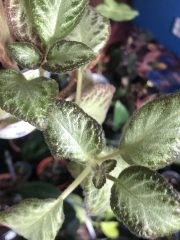 IMG_8640.jpeg