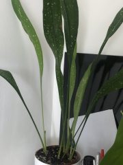 IMG_8638.jpeg