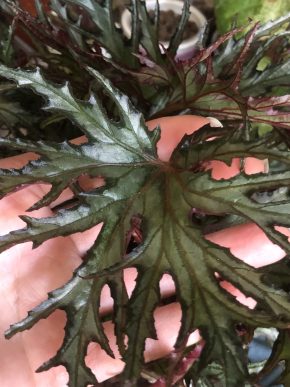 Begonia Himalayan- list k zakořeněni .