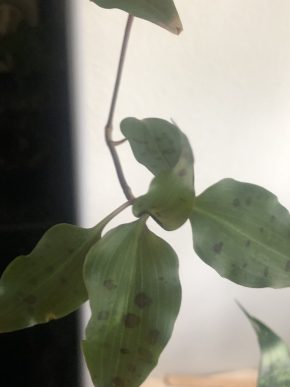 Tradescantia Tinantia Pringley - čerstvý řizek .