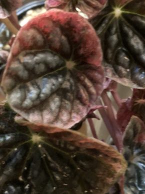 Peperomia Apricot - list k zakořeněni .