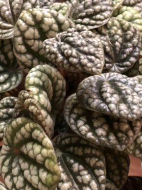 Peperomia Burbella- list k zakořeněni .