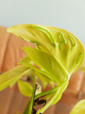 Epipremnum Champs Élysées - kořenící řízek již s aktivním růstový bodem