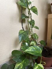 IMG_7560.jpeg