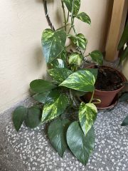 IMG_7559.jpeg