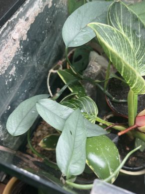 Epipremnum Cebu Blue