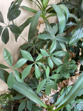 Schefflera