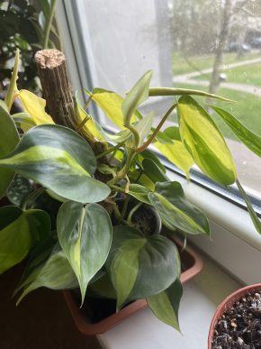Philodendron hederaceum brasil