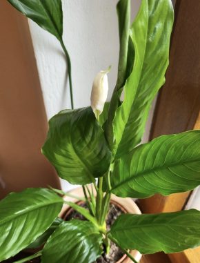 Spathiphyllum sadička