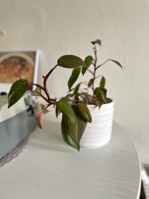 Philodendron Pink Princess