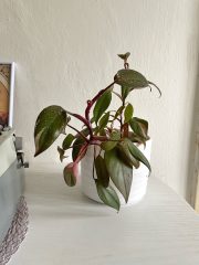 IMG_1644.jpg
