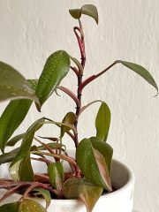 IMG_1646.jpg