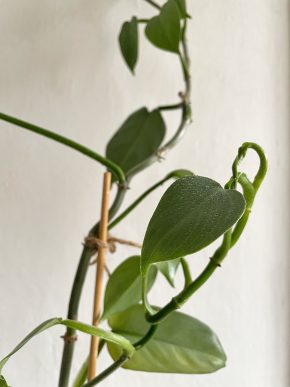 Řízky Philodendron Silver Sword