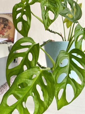 Monstera Adansonii Monkey Mask (+ Syngonium Marble Queen)