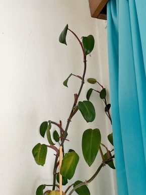 Řízky Philodendron Red Emerald