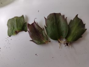 Schlumbergera truncata - Vánoční kaktus (řízky)