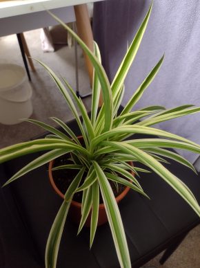 Chlorophytum commosum