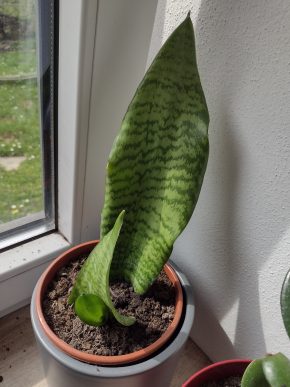 Sansevieria trifasciata