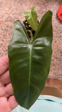 Philodendron Paraiso Verde