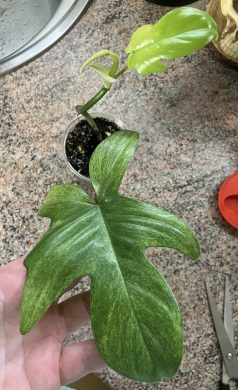 Philodendron Florida Ghost