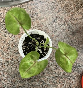Syngonium Golden Allusion