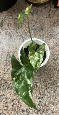 Syngonium Albo