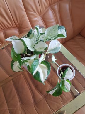 Epipremnum Manjula - baby rostlinka
