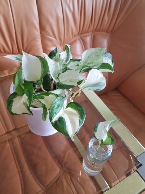 Epipremnum Manjula - kořenící řízek