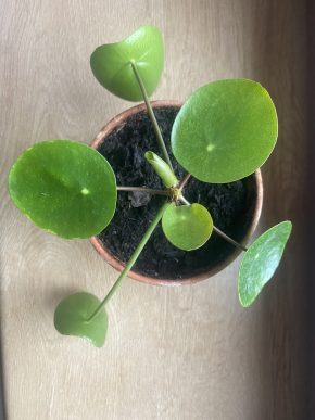 Pilea mojito