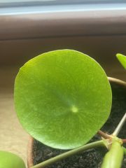 IMG_0462.jpeg