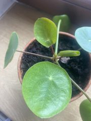 IMG_0463.jpeg