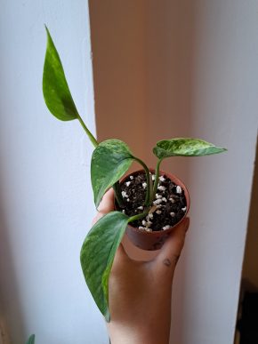 Epipremnum Marble Queen
