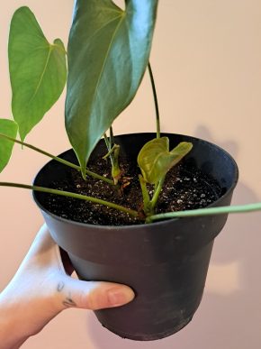 Anthurium - Anturie
