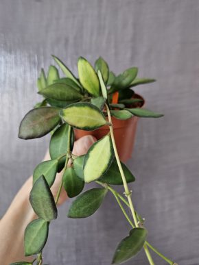 Hoya sp. aff. burtoniae variegata (DS 70)